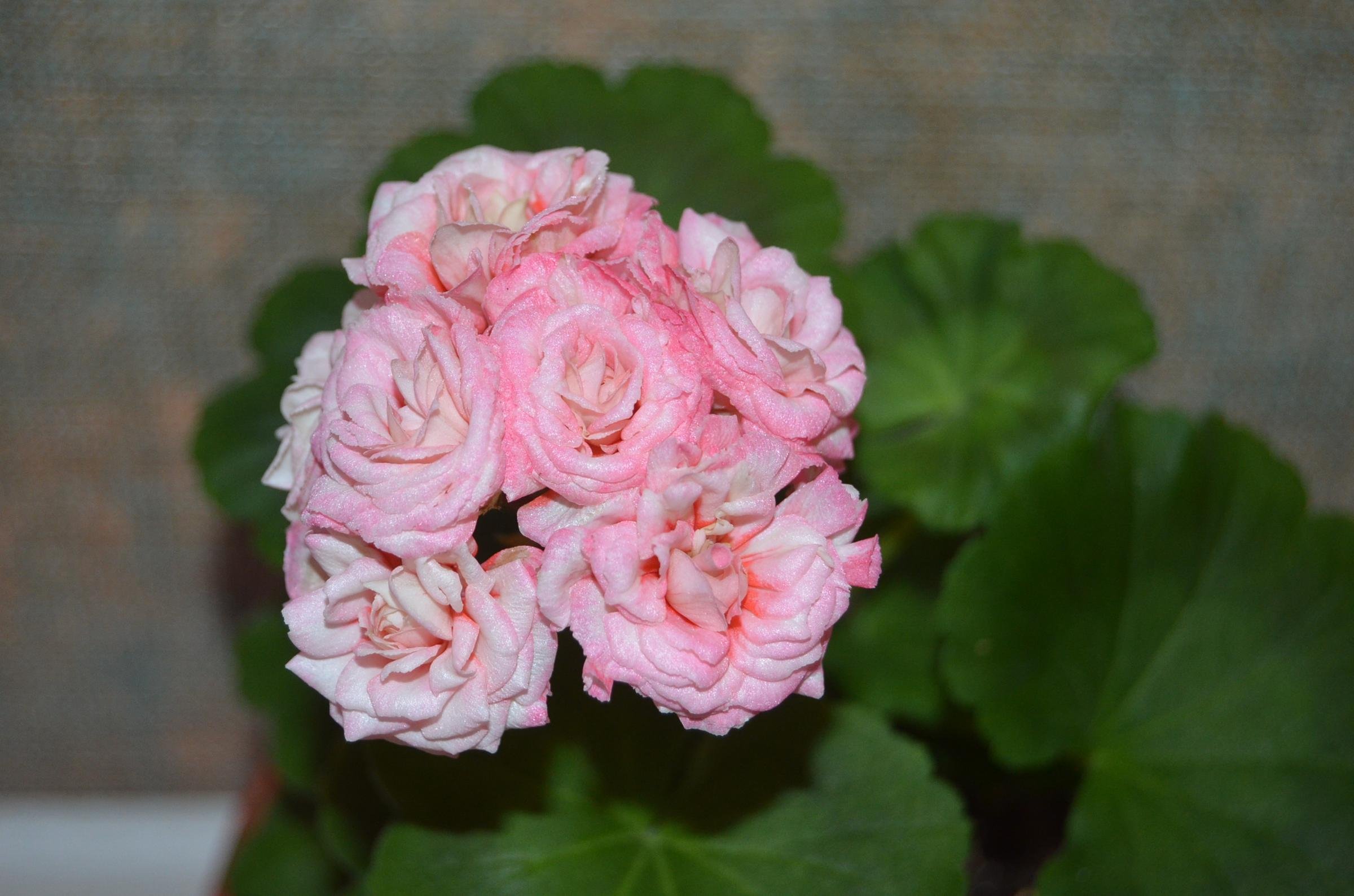 Пеларгония Fischers Appleblossom цветет зимой