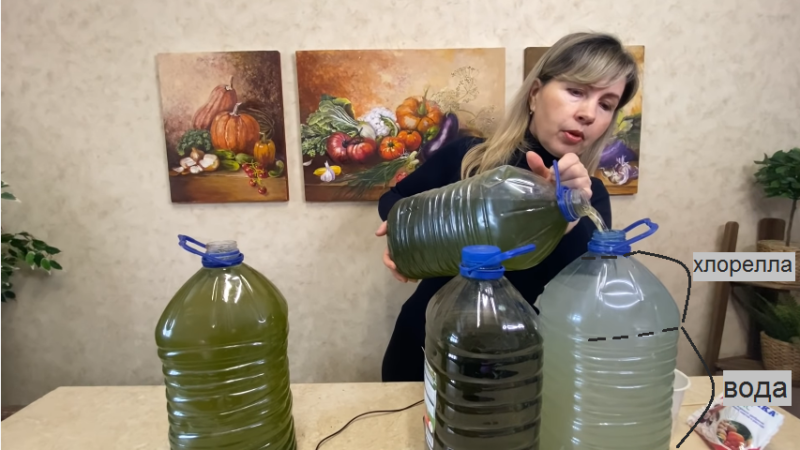 Удобрение для всех растений практически даром. Рецепт опытного садовода